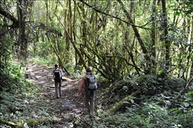 Sendero Los Quetzales